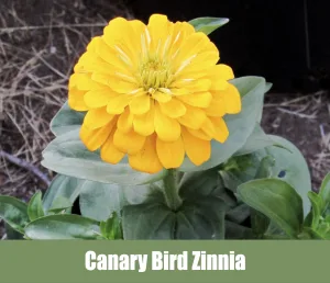 Canary Bird Zinnia, Zinnia Elegans